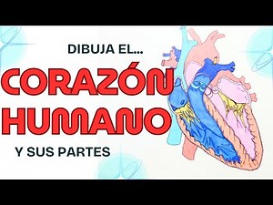 Como dibujar el Corazón humano | Dibuja un corazón 🫀