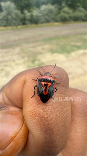 This Bug Looks Cute... Then It Stabs Its Prey!