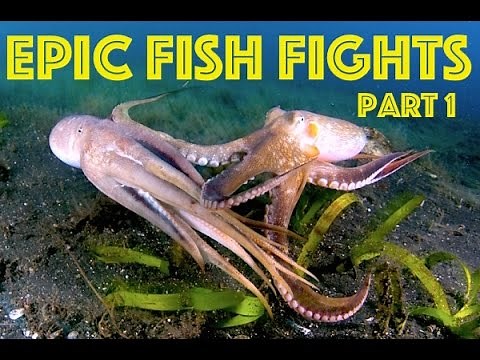 Octopus vs. Scorpion fish vs. Puffer fish - Epic Fish Fights Ep.#1 HD