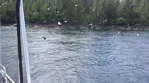 114K views · 1.4K reactions | Another day at work, shot with my iPhone from the Capt. chair while piloting the 107' Aleutian Ballad (sitting still) "You can't make this stuff up" | Capt Jack | Facebook