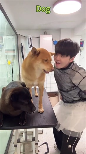 Man and dog dance#dog #dance