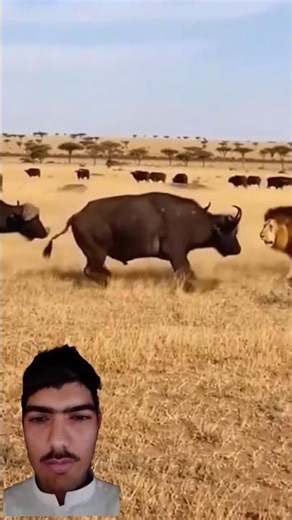 Lion vs. Buffalo: A Brutal Face-to-Face Standoff!🦁🦬