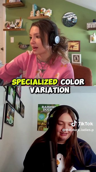 Exploring the Rare Yellow-Bellied Call Duck