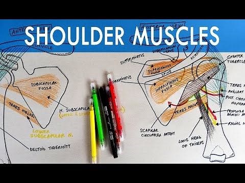 Muscles of Shoulder - Origins, Insertions, Innervations | Anatomy Tutorial