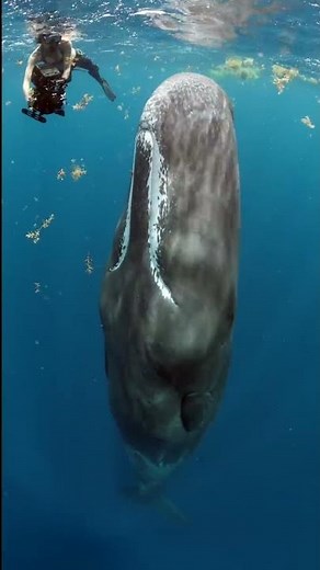 The Mysterious Sleeping Sperm Whale #Shorts