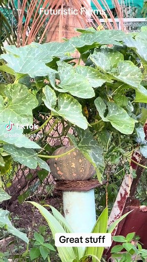Exploring Variegated Gourd Plants in the Garden