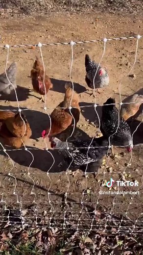 My happy place ❤️ #farmgirl #farmlife #countrygirl