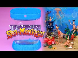 THE AMAZING LIVE SEA MONKEYS! Cute & Easy Pets for Kids - Fun Kids Activity Review
