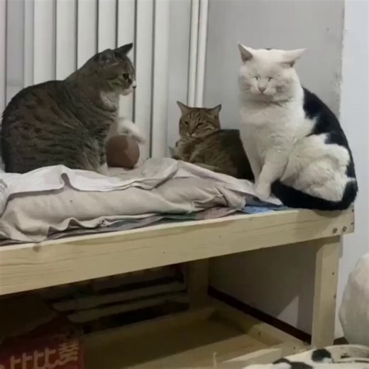 Dog breaks up a cat fight like a hero.. 😅