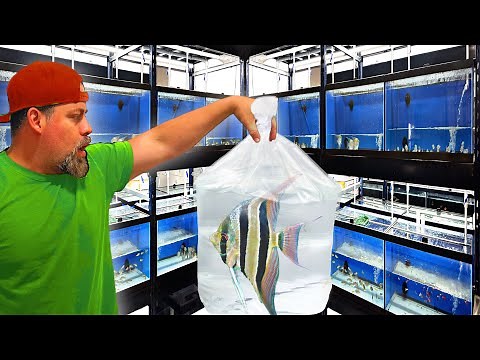 "Unboxing Exotic Tropical Fish from South America - An Aquarist's Dream!"