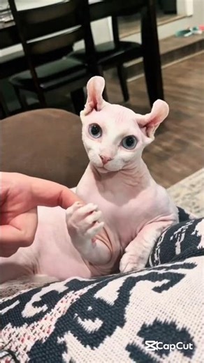 5 SHOCKING Facts About Sphynx Cats That Will Leave You Astonished!#Shorts#Cat#SphynxCats#CatFacts