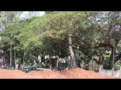Eucalyptus Globulus or Tasmanian Blue Gum