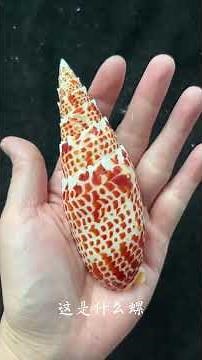 科普帶你認識31種螺，你認識哪些？#科普 #科普一下