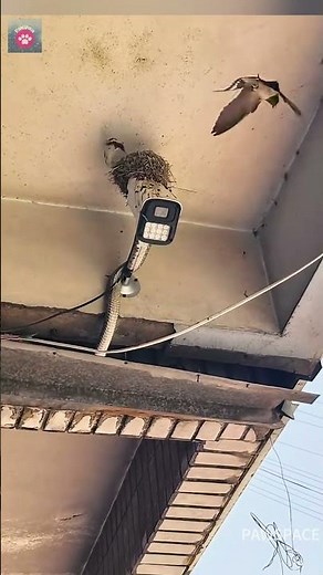 What is that inside the swallow's nest?#swallow #animals