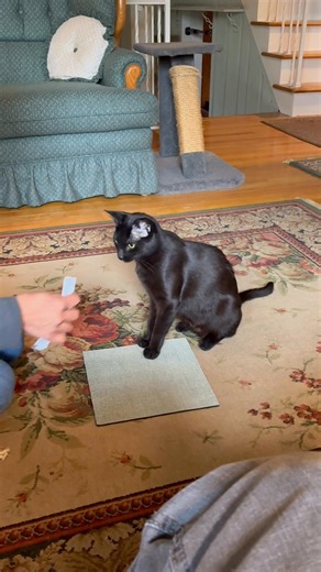Teach your cat a fun high-5. Find your cat’s favorite treat or food. Lure your cat to move her arm using a toy. Give a treat within 3 seconds. Each time make the toy blend more into your hand until the toy is not needed and your cat is touching your palm. Indie, our sweet foster in this video, vocalized excessively, but providing mental stimulation with training helped her to relax. She loved hanging out with us, giving snuggles and purrs. UPDATE 11-10-25 Adopted!! 😁 #enrichmentforkittens | Cle