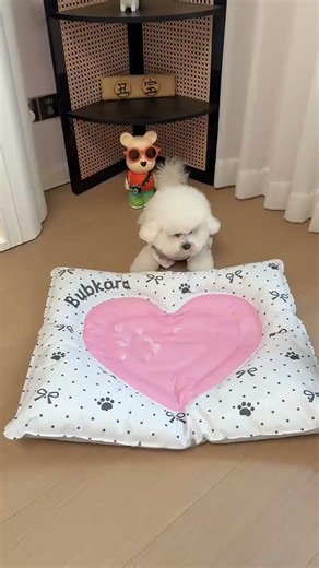 🧊 Keep Your Dog Cool WITHOUT AC! ❄️ Best Summer Pet Bed Hack