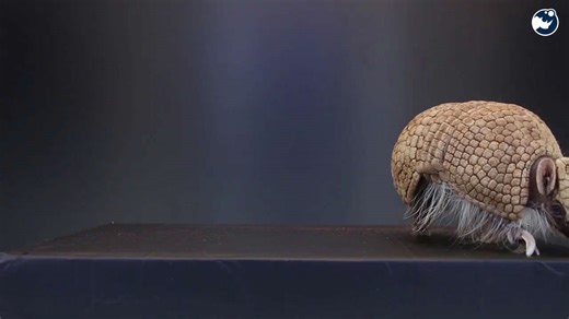 How Texas Armadillos Outsmart Predators With Their Secret Weapon!