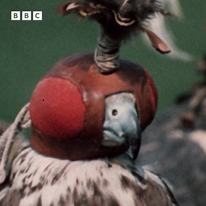 #OnThisDay 1973: Nationwide explores the nuts and bolts of falconry, which includes some fairly elaborate headdress. | BBC Archive