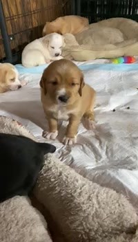 32K views · 1.2K reactions | Rose's puppies just turned 6 weeks old...