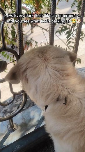My Golden Retriever Barks Like It's an Emergency! 😂🐶