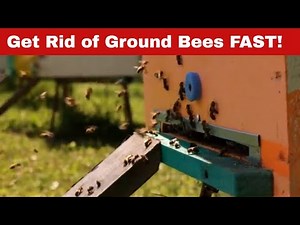 Beat the Buzz: How to Get Rid of Ground Bees Fast