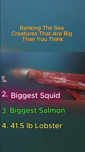 🔥 TOP 4 BIGGEST Sea Creatures That Will Blow Your Mind! 🌊