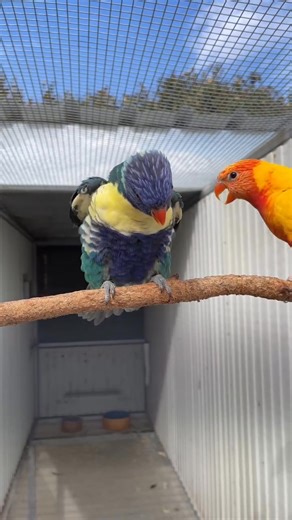 The stunning color mutations in Rainbow Lorikeets (like blue, lutino, or cremino) are the result of ... #forest #birdlife #wildlifereels | Pigeon