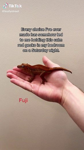 #reptile #hemipenes #empath