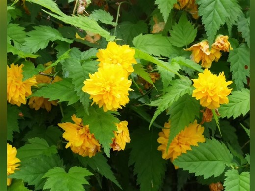 索尼A7CR 全画幅画质旗舰级微单