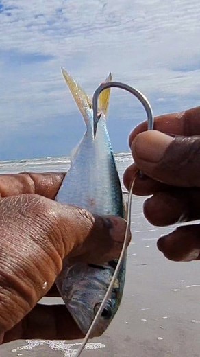 Best saltwater fishing bait | Roso Fishing New