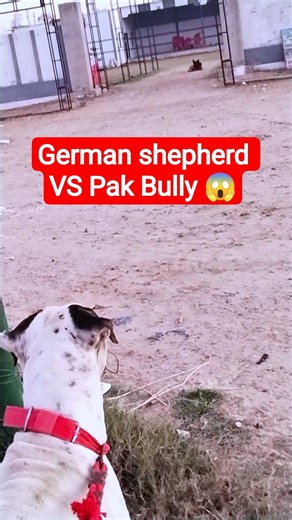 Pak Bully Vs German Shepherd 😱🥶#minivlog#vlog#shorts#trending