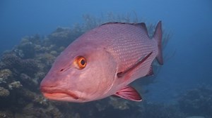 Large Red Snapper fish swims close to camera