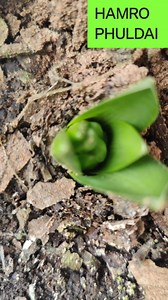 How to plant and care for Hyacinth | "Transform your garden with the vibrant colors and sweet fragrance of Hyacinth flowers! 🌸 Learn how to plant and care for these spring-blooming beauties with our easy tips. Perfect for adding a touch of elegance to any space! #Hyacinth #FlowerCare #SpringGardening #PlantLovers #GardenTips #BloomingSeason #FlowerPower #GardeningCommunity #HamroPhulbari #GardeningLife" | HAMRO Phulbari