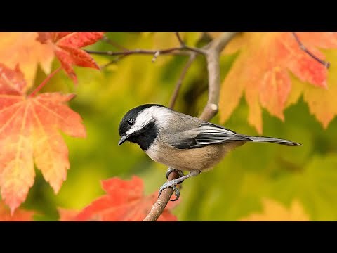 How does Black-capped chickadee sound? Song | Voice Chatter Calls
