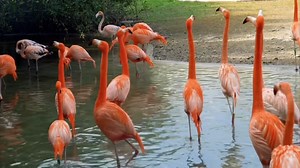 Flamingo, Birds, Pink. Free Stock Video
