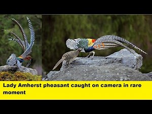 courtship dance of Amherst Pheasant caught on camera (Chrysolophus amherstiae)