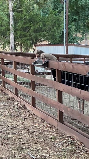 Ostrich Food in ostrich food containers #longhornlesters | Longhorn Lester's