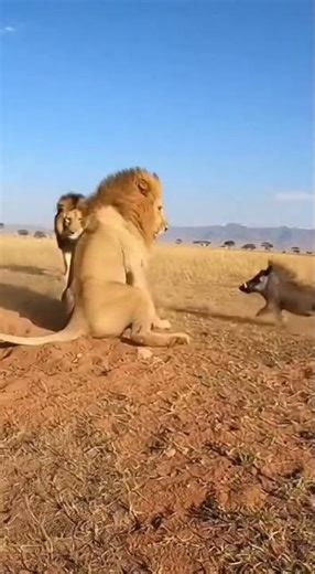 Warthog Ambushes Lion