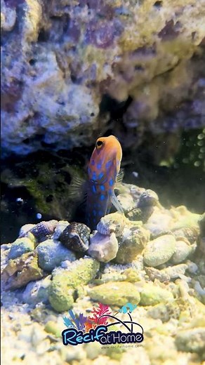 😍🐟#mariculture #recifathome #fish #reeftank