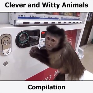 Smart and clever animals that are intelligent and some rather talented | Wild Animals TV