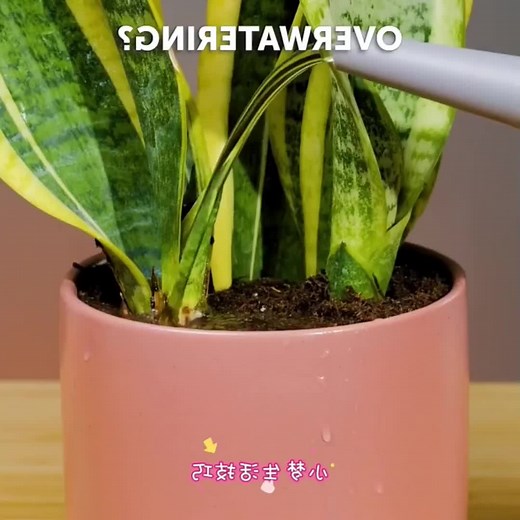 Gardening Steps: Planting and Growing Techniques