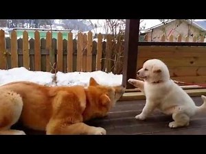 Fierce baby dogfight