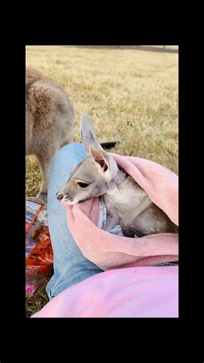 🦘🦘🦘World Kangaroo Day 2025. What a privilege it is to connect with these majestic, sentient souls. Sharing some of my favorite moments & appreciation for all those raising awareness for the plight of our national icon. We won’t give up on you. 😉 #kangaroo #wildliferescue #volunteering #australia #kangaroosarenotshoes #kangaroosarenotfood | Tully Hart