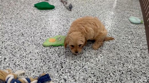Cavapoo puppy for sale