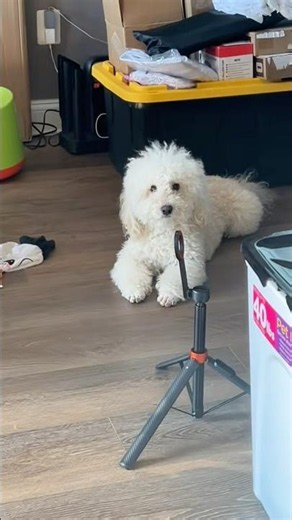 #dog #bichon #poochon #dogshorts #doglife_