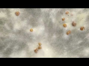 Sclerotium formation timelapse