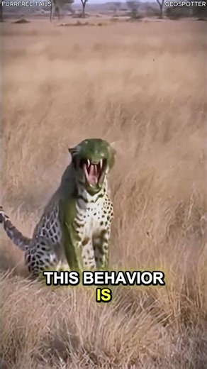 Tiger vs Hippo Gone Wrong - This Tiger Picked the Wrong Opponent