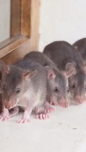 A rat litter is generally between three and six pups that remain undisturbed with mama for their first few weeks. At 4-5 weeks they open their eyes and soon after begin their #socialization and #habituation. We take them outside, giving mama some alone time and gently introduce them to new sights, smells and noises that adapt them to the training environment and humans. Did you know that you can support our pups first steps to becoming future heroes: https://bit.ly/3F0tafw #APOPO #training #hero