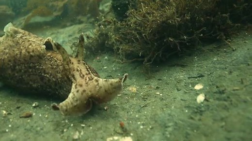 This #NSFfunded University of Illinois at Urbana-Champaign team leaves no neuron unturned, using powerful new analytical chemistry tools to gain unprecedented insights into how animal and human brains function. Watch what they're learning from sea slugs, which are ideal as study subjects for research on learning, memory and how neurons control behavior: https://www.nsf.gov/news/special_reports/science_nation/sluggishthoughts.jsp | National Science Foundation (NSF)