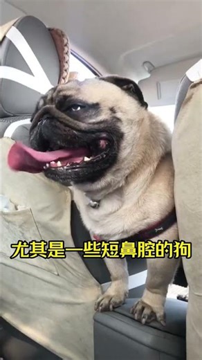 Little-known facts about dogs#Pet knowledge#Dog Class#Dog #Pet Guide